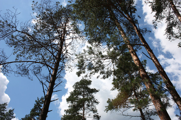 Białowieski Park Narodowy