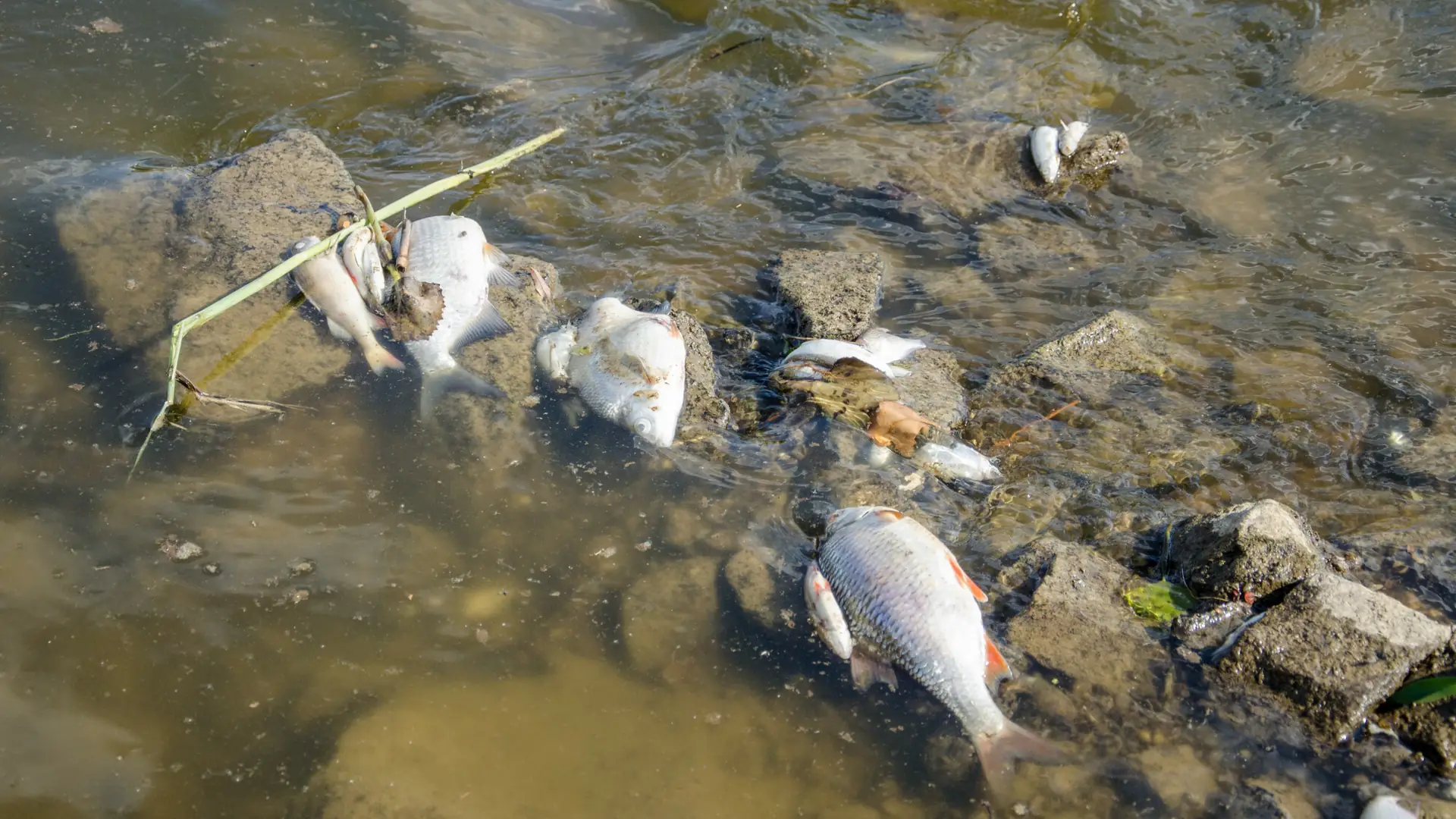 Niemcy zbadali wodę w Odrze. Dwa razy, bo stężenie rtęci było tak wysokie