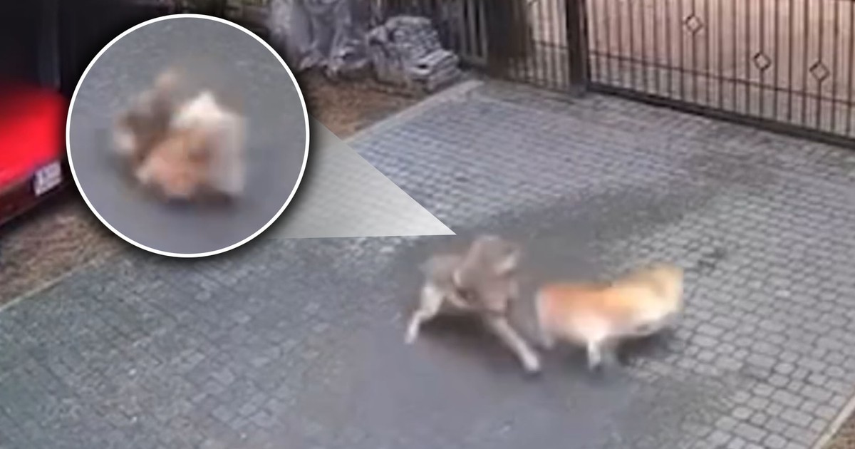 Wilki grasują na posesjach. Pies porwany z podwórka