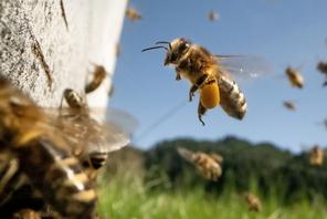 Pszczoła miodna Apis Mellifera jest w stanie błyskawicznie wyliczyć najefektywniejszą trasę pomiędzy kwiatami na łące.