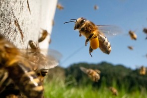 Pszczoła miodna Apis Mellifera jest w stanie błyskawicznie wyliczyć najefektywniejszą trasę pomiędzy kwiatami na łące.