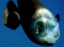 Ta ryba widzi przez czaszkę