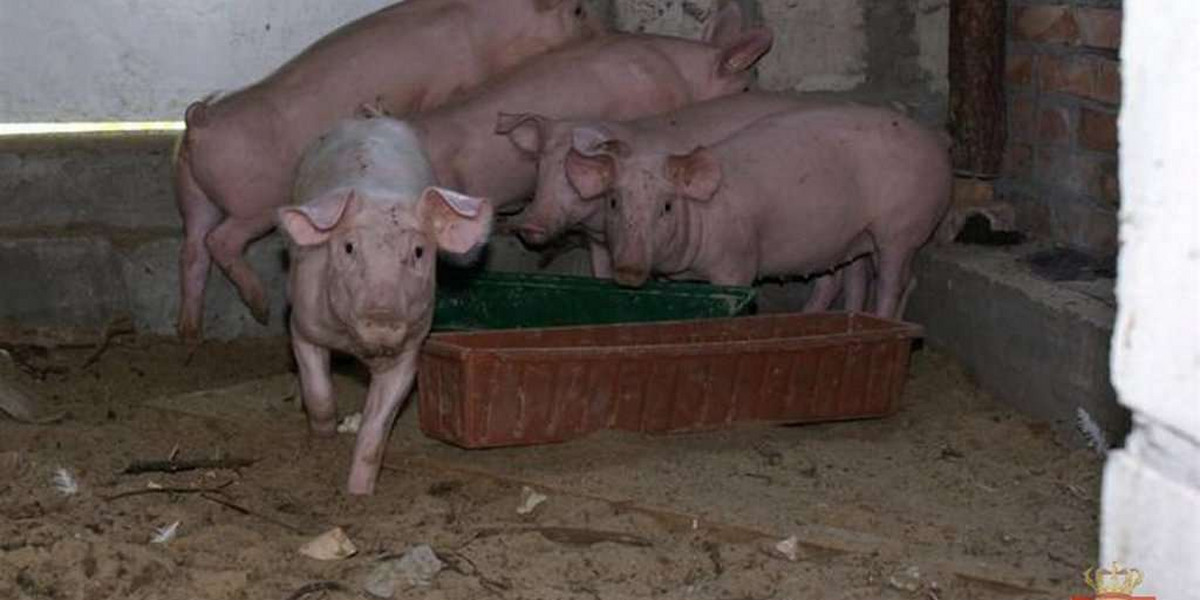 Odbili porwane świnie