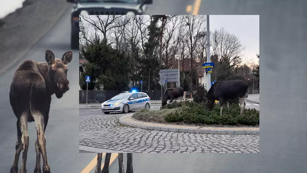 Łosie na rondzie łosia w Izabelinie