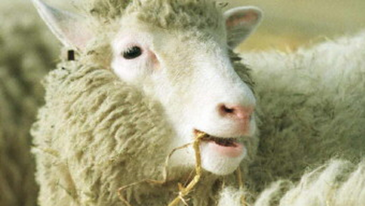Człowiek może bezpiecznie jeść mięso klonowanych zwierząt - do takiego wniosku doszła Europejska Agencja Bezpieczeństwa Żywności (EFSA) - pisze "Gazeta Wyborcza".
