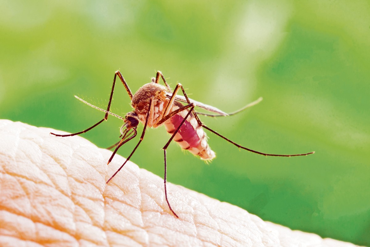 KOMARAC PTICA KOMARAC ČOVEK Kako se najbrže širi virus Zapadnog Nila