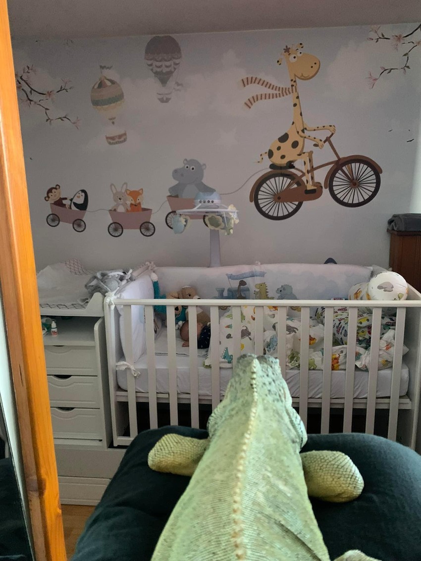 Enzo na straži dok Mateo spava