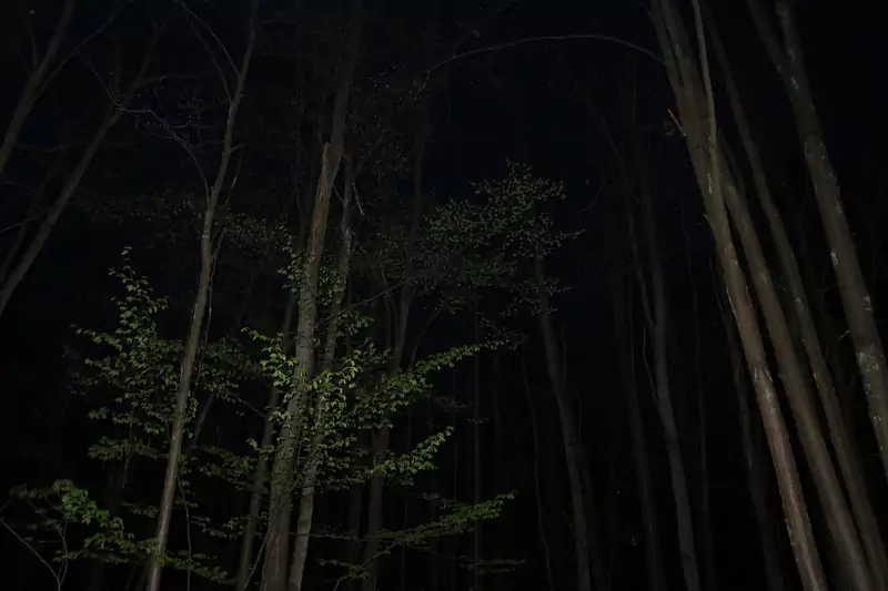 Noc w lesie