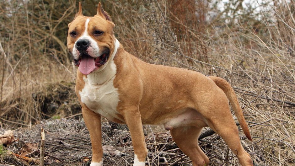 Amstaff - Adobe Stock - Dogs