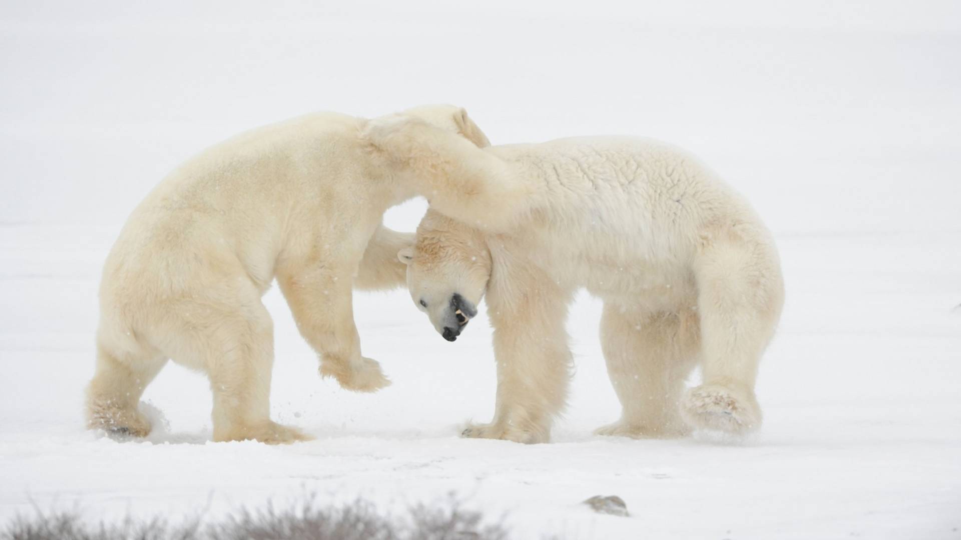 Polarni medvedi su počeli da jedu jedni druge - razlog je tuga savremenog društva