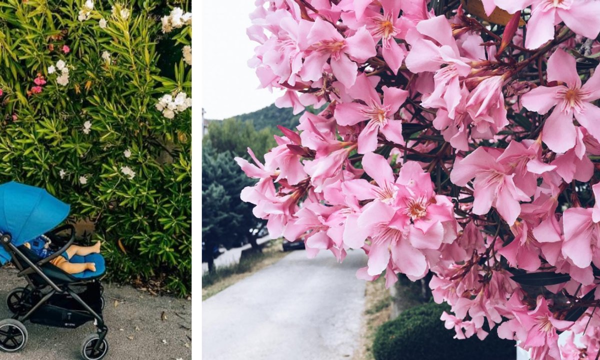 Nie dotykaj tych kwiatów. Są bardzo trujące. "Wykorzystywano je do popełniania samobójstw"