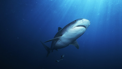 Akár a horrorfilmekben: cápa támadt egy szörfösre
