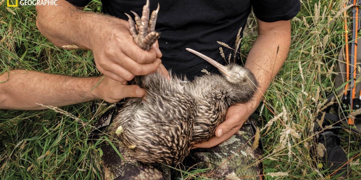 Badanie kiwi brunatnego z Wyspy Północnej.