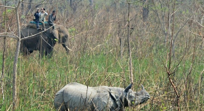 A one-horn rhino in Nepal's Chitwan National Park during an operation by conservationists this month