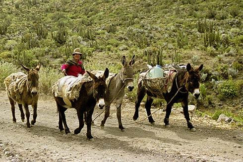 Galeria Peru, miasta: Lima, Cuzco, Arequipa, obrazek 6