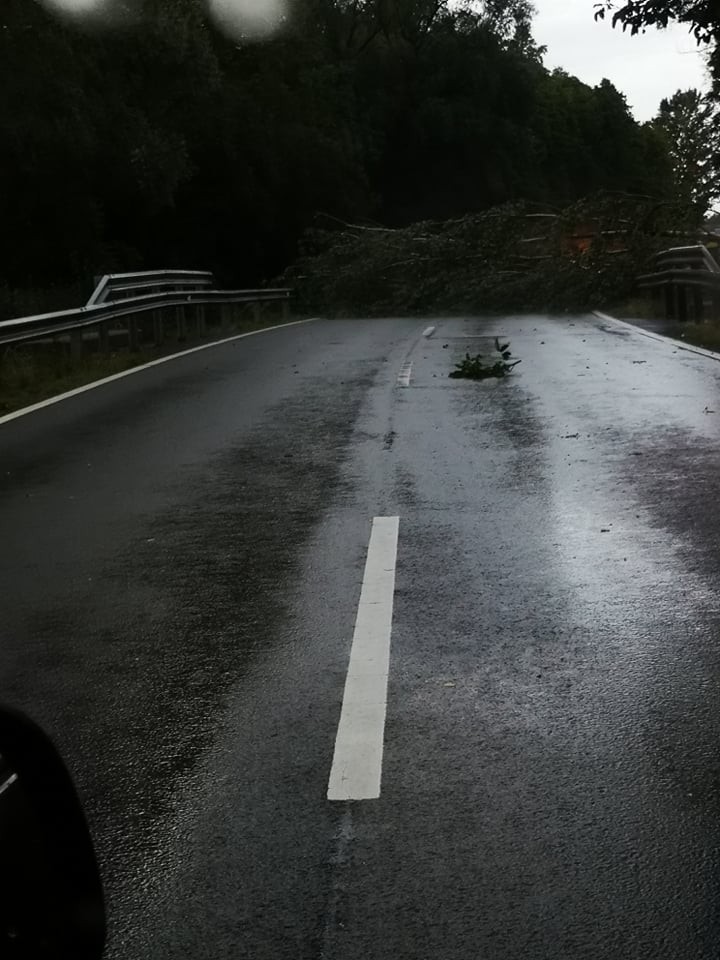 Kidőlt fa Pellérdnél /Fotó: Blikk 