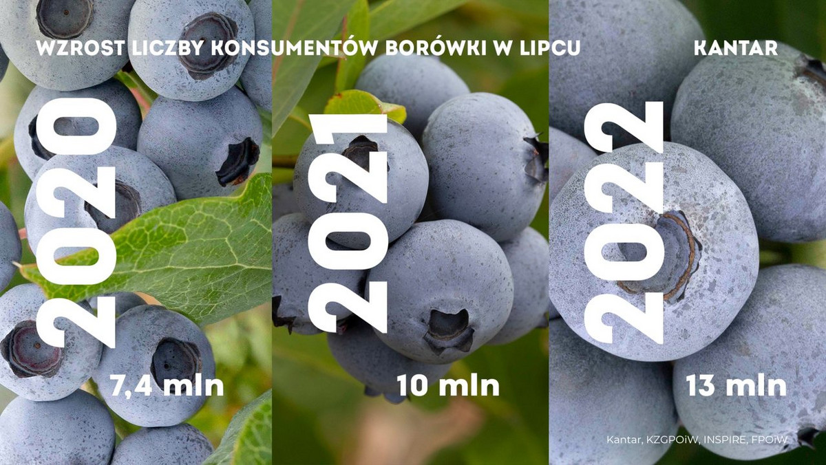 <strong>Konsumpcja borówki w Polsce rośnie o 8% rocznie. W lipcu 2022 roku borówka przełamała i tę barierę. Urosła „lipiec do lipca” o 9%. Borówkę je obecnie ponad 80% Polaków, w tym ponad 8 mln spożywa jej rocznie więcej niż kilogram. 8% uważa, że naszą borówkę powinniśmy promować za granicą jako wizytówkę polskiego rolnictwa. Borówka stała się w również w Polsce synonimem zdrowia i jest postrzegana jako superfood. Jako polski superowoc jest wizytówką oferty owoców jagodowych. Borówka podbiła rankingi najzdrowszych owoców i ulubionym owocem polskich dietetyków. Atut ósmy? Borówki na rynek deserowy są w Polsce zbierane ręcznie, dlatego mają jasnoniebieski woskowy nalot, który stanowi naturalną barierę ochronną, świadczy o najwyższej jakości i pięknie wygląda. Dziewiąty? Według badań Kantar borówki należą do najatrakcyjniejszych gatunków na każdej sklepowej półce</strong>.