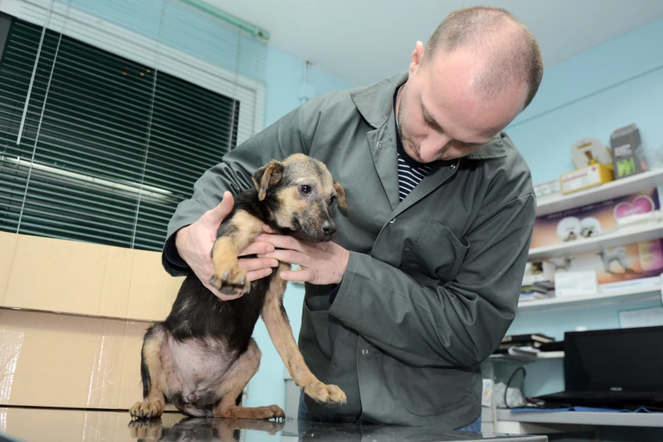 U službi rade posvećeni veterinari