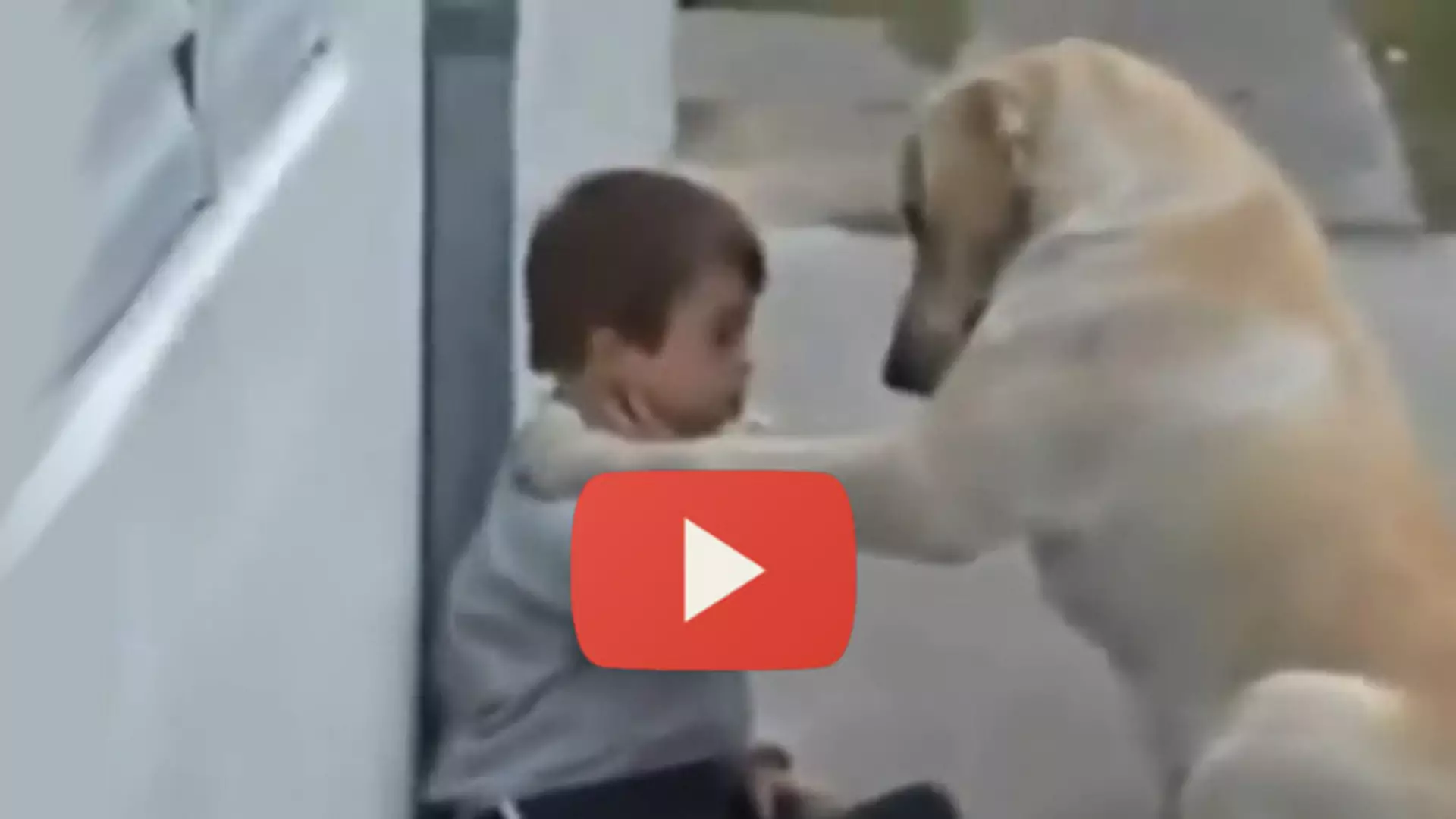 Labrador spotyka chłopca z zespołem Downa. Reakcje obu wciskają w fotel