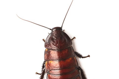 Madagascar hissing cockroach