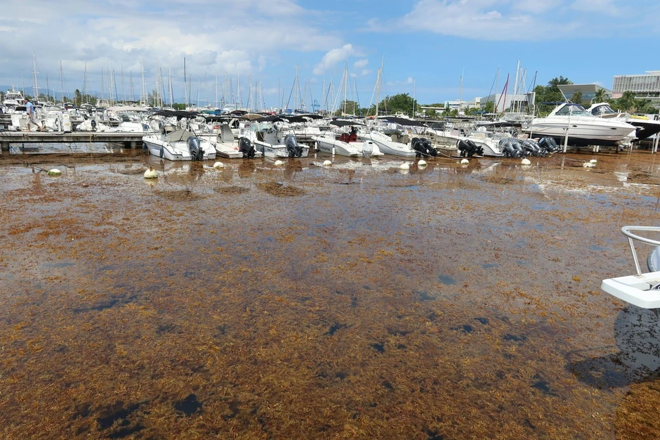 Morska trava u vodama Gvadelupa 10. marta