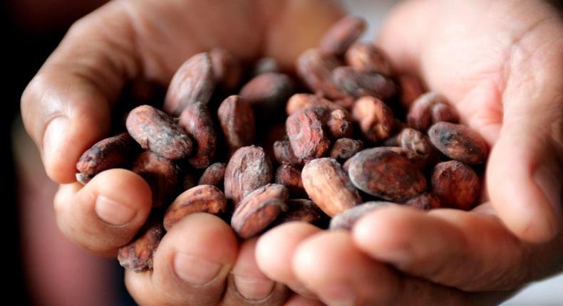 Ghana : Après 32 ans, le Cocobod renonce aux prêts syndiqués pour le financement du cacao