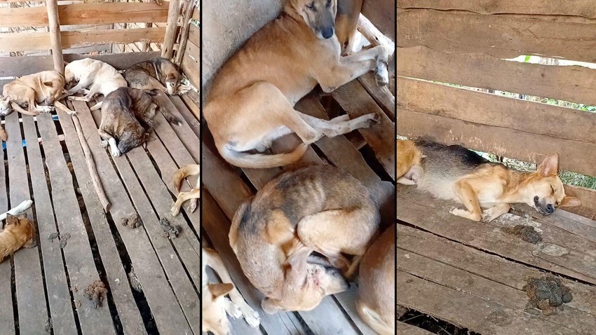 Novinari su otkrili da su psi držani u prljavim uslovima | Foto: BBC