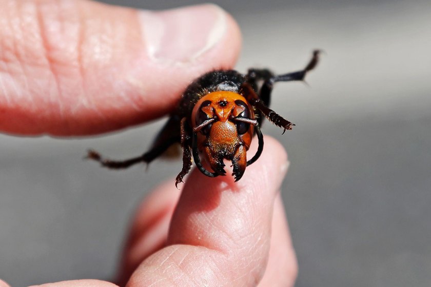 Czy szerszeń azjatycki dotrze do Polski? Wywiad z entomologiem