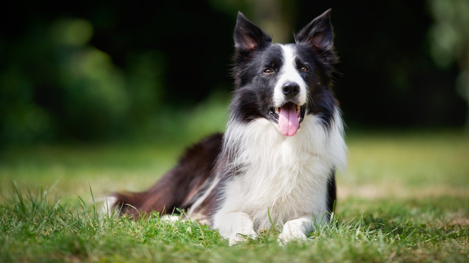 Border collie jest psem średniej wielkości - Mikkel Bigandt/stock.adobe.com