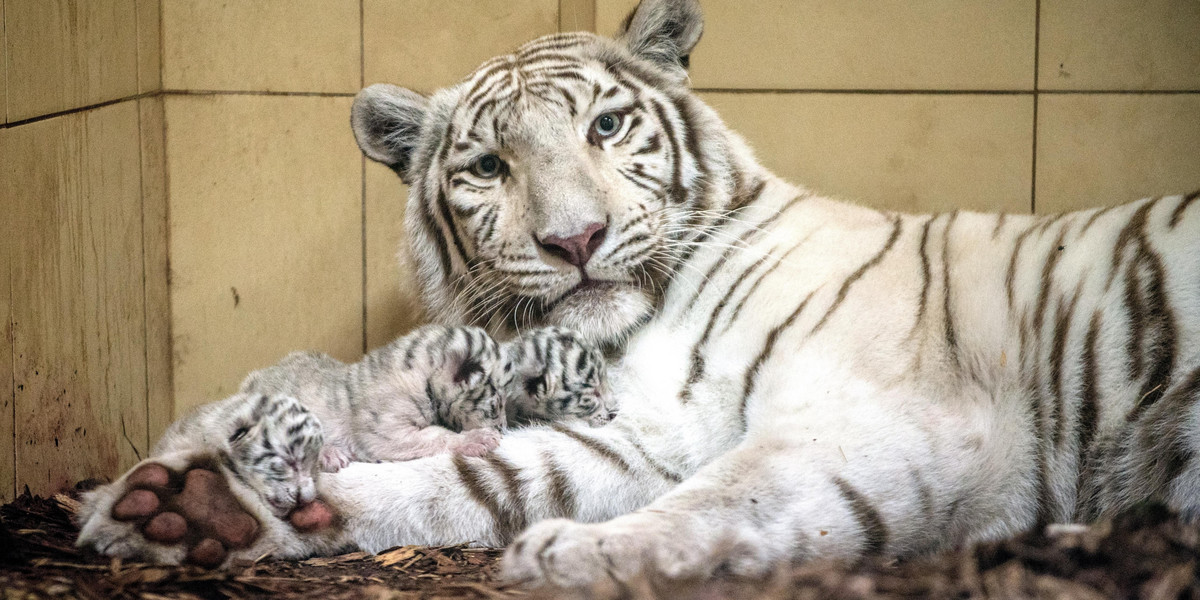 Śliczna matka i tygrysów gromadka