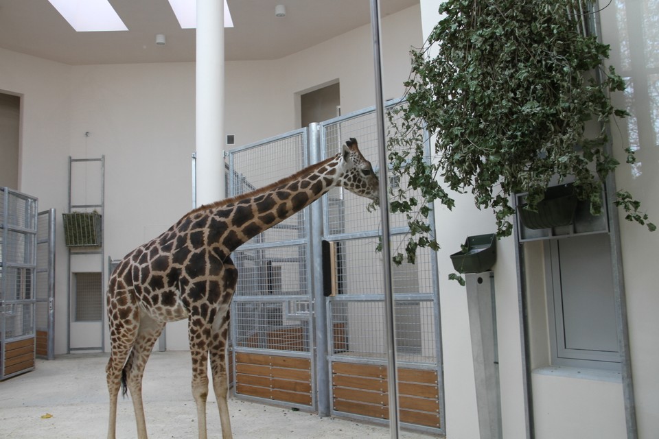 Malman, Denar i Malik - żyrafy z krakowskiego zoo