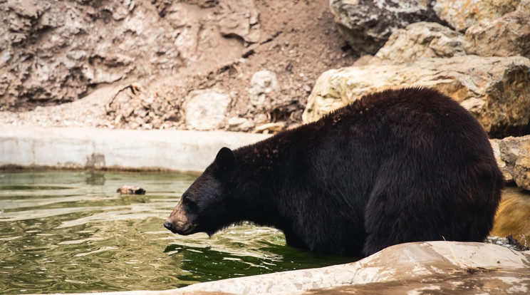 Az új kifutóban a fekete medvék egyik kedvenc helye a medence/Fotó: Veszprém Zoo