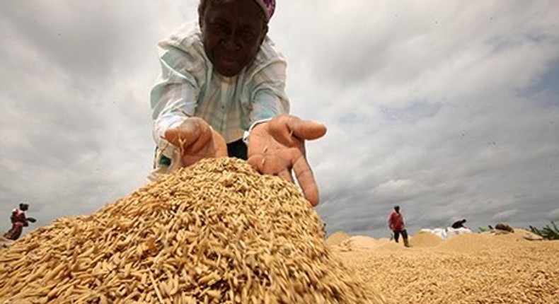 Benin Republic seeks to tap from Nigeria’s strides in rice production.