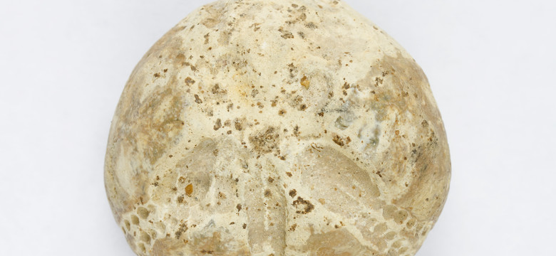 Tajemniczy kamień sprzed 70 mln lat znaleziony w rejonie Międzyrzecza. To prehistoryczna skamieniałość