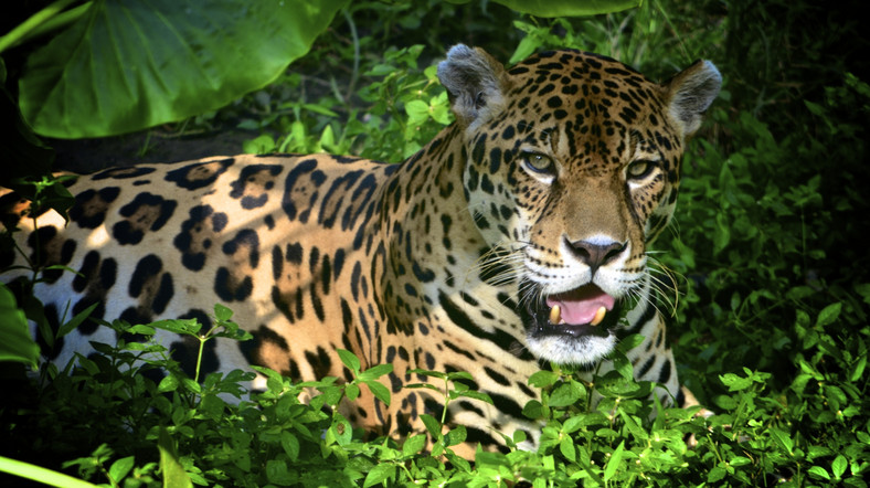 Jaguar w Amazonii