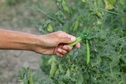 Kiedy siać groch do gruntu? Jest łatwy w uprawie, a te rośliny zapewnią mu zdrowy wzrost