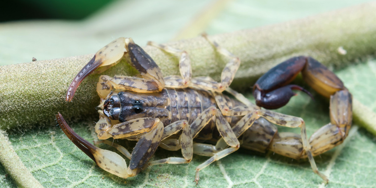 Inwazja skorpionów w kilku miastach w Brazylii
