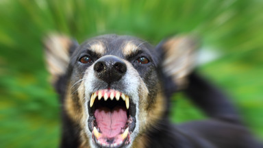 Ministerstwo Sprawiedliwości: wyższe kary dla nieodpowiedzialnych właścicieli groźnych psów