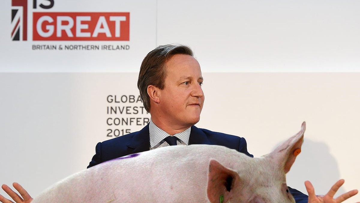 David Cameron piggate świnia