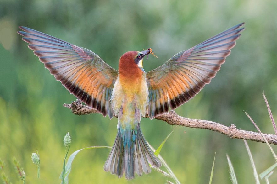  Merops apiaster