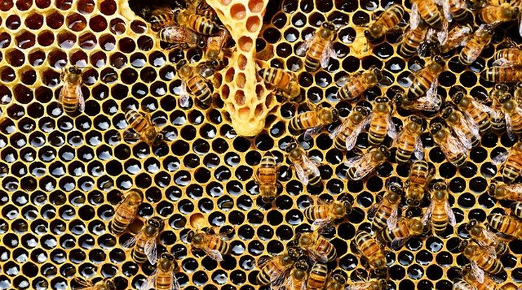Aknák felderítésében segíthetnek a méhek /Kép: Pixabay