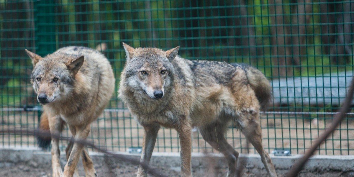 W zoo powstał azyl dla wilków