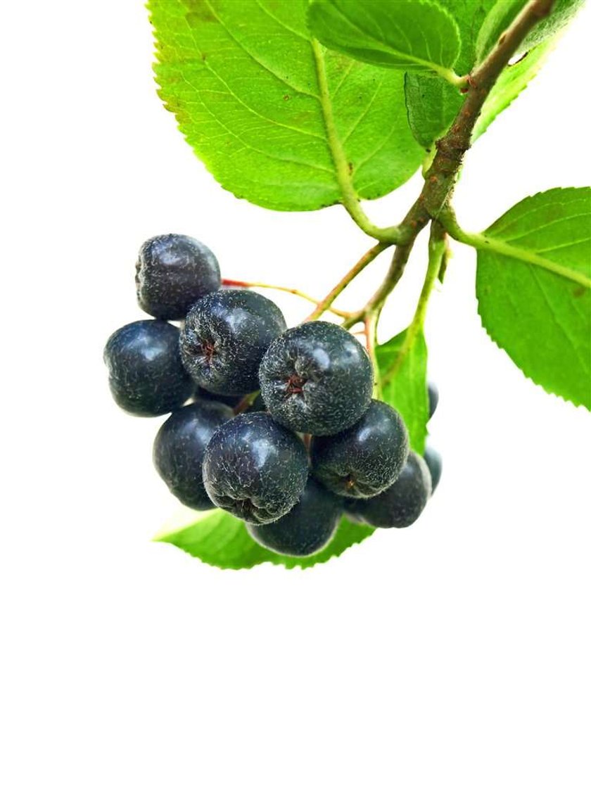 Aronia na deser