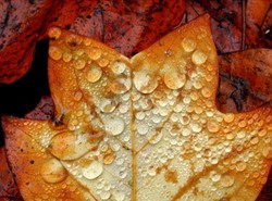 Wraca wiosna. Weekend nas zaskoczy