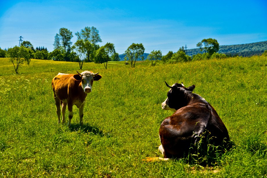 Bieszczady to jeden z najbardziej dzikich i tajemniczych zakątków Polski