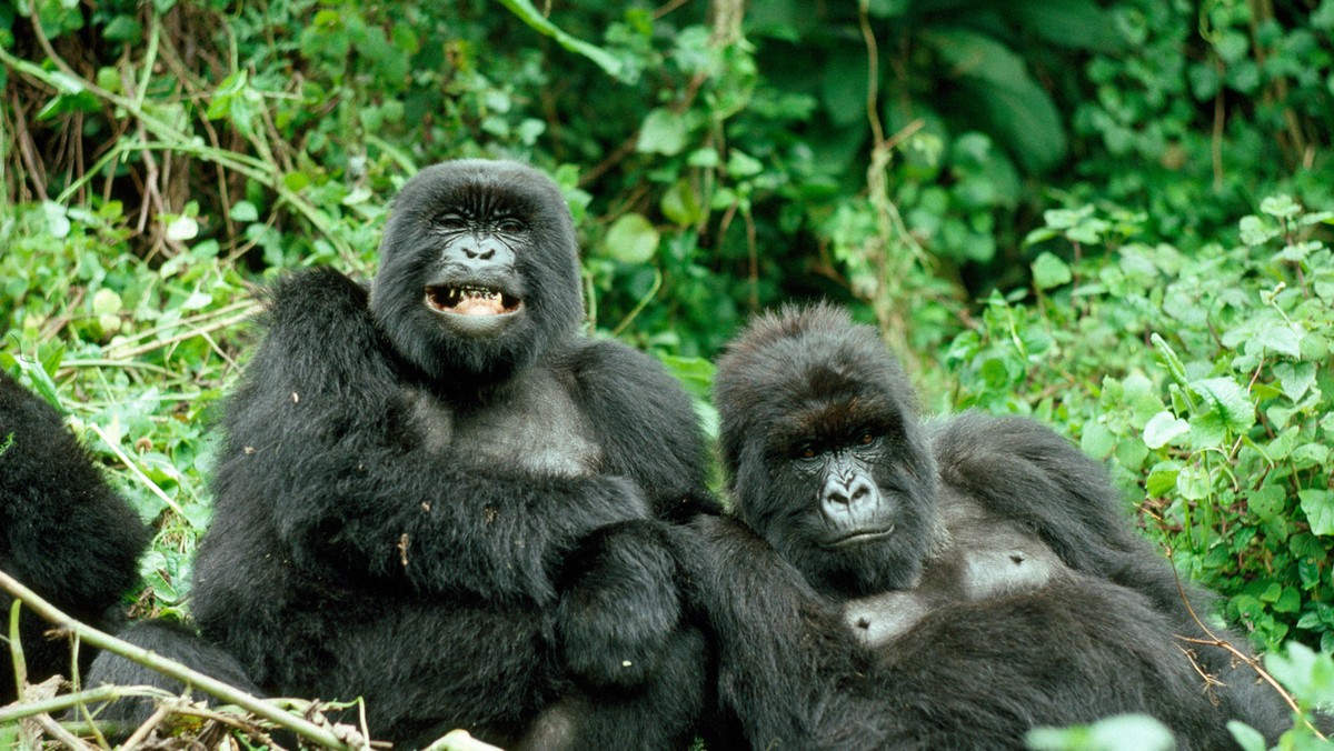 Mountain GORILLAS - x two females 'Murraha' and 'Poppy'