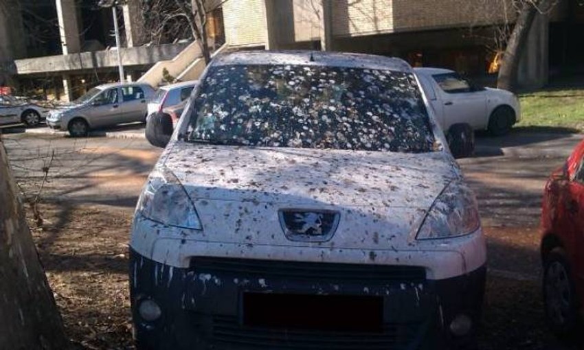 Auto koji su "obeležile" ptice