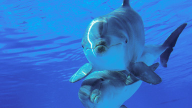Kim tak naprawdę są delfiny i po co przybyły na Ziemię? Sprawdzamy [PODCAST]