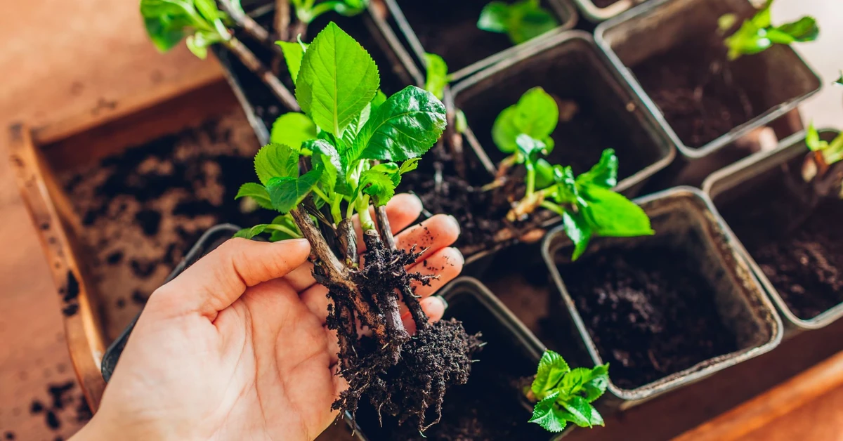 Rozmnażanie hortensji z patyków jesienią. Jak ukorzenić hortensję bukietową z sadzonek zdrewniałych. Kiedy sadzić sztobry hortensji?