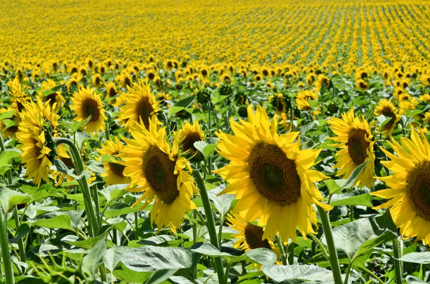 Suncokret koji je sejan oko Uskrsa lepo niče.